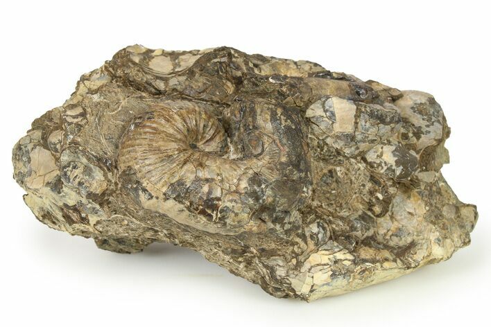 Cretaceous Fossil Heteromorph (Scaphites) Ammonite - Utah #266732